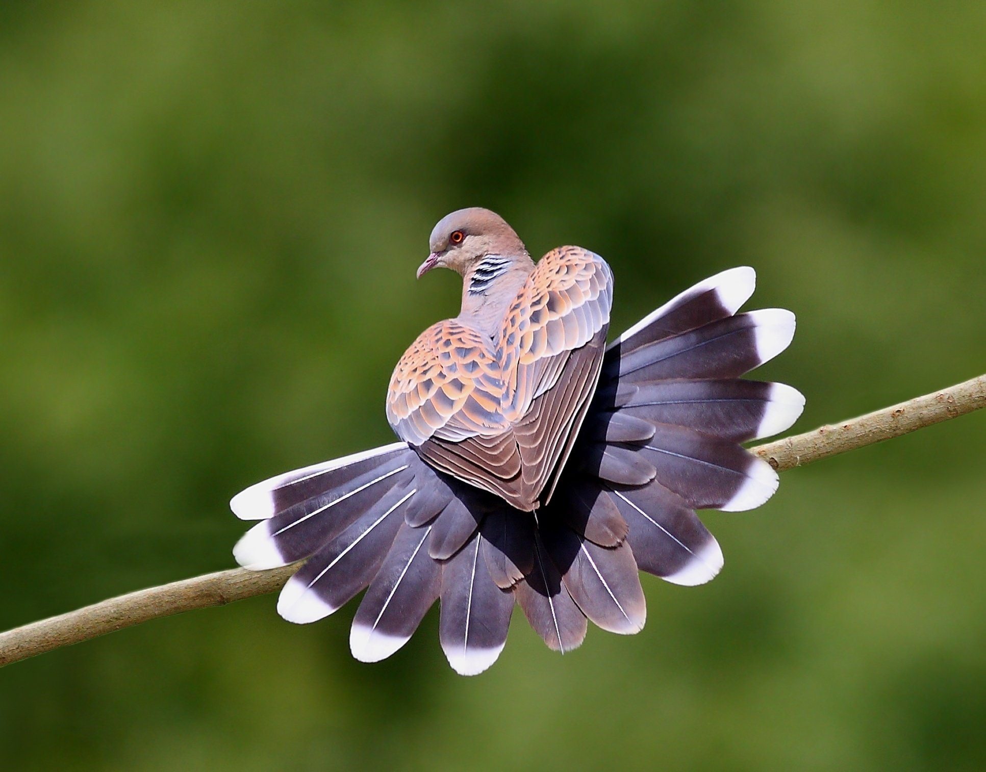 Птица горлица обыкновенная фото и описание