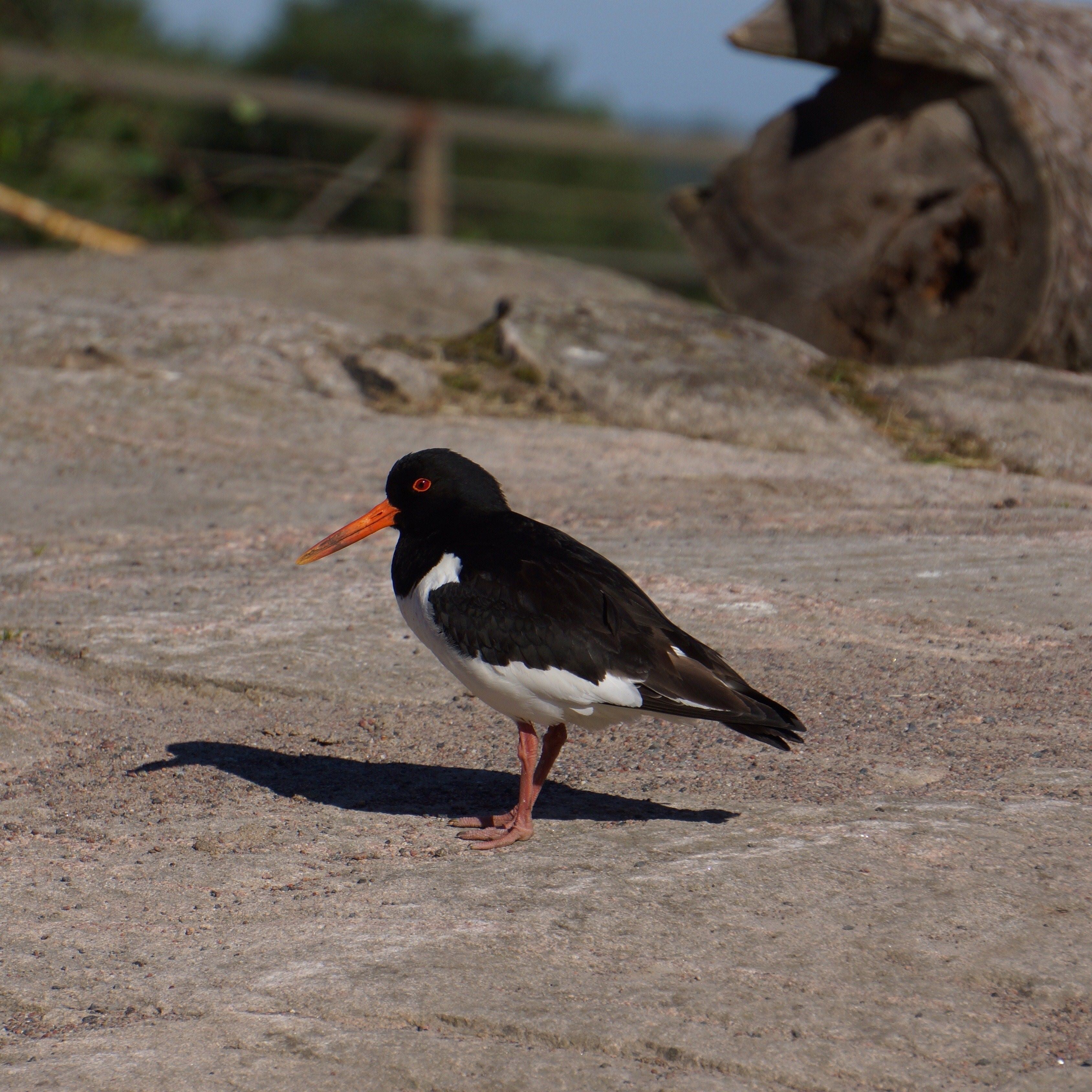 Кулик-сорока Haematopus ostralegus