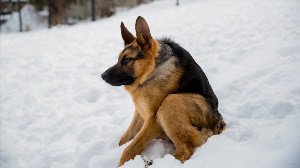 Овчарка без позвоночника