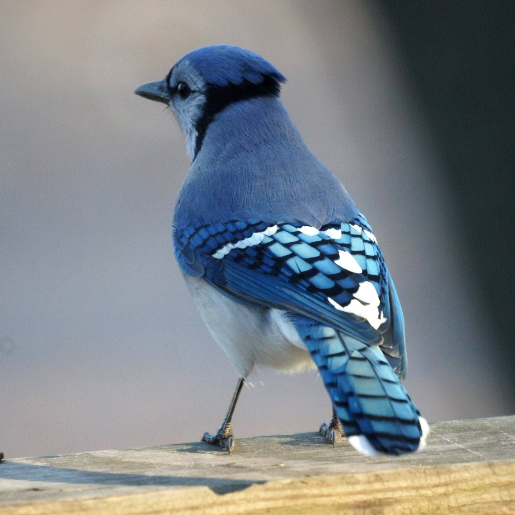 Bluejay. Черноголовая Сойка. Птичка Сойка голубая. «Голубые сойки». Стеллерова Сойка.