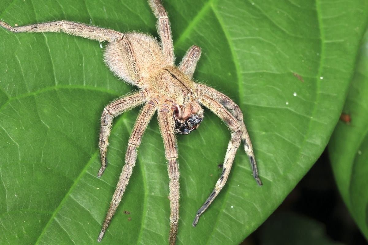 Паук бразильский странствующий паук фото