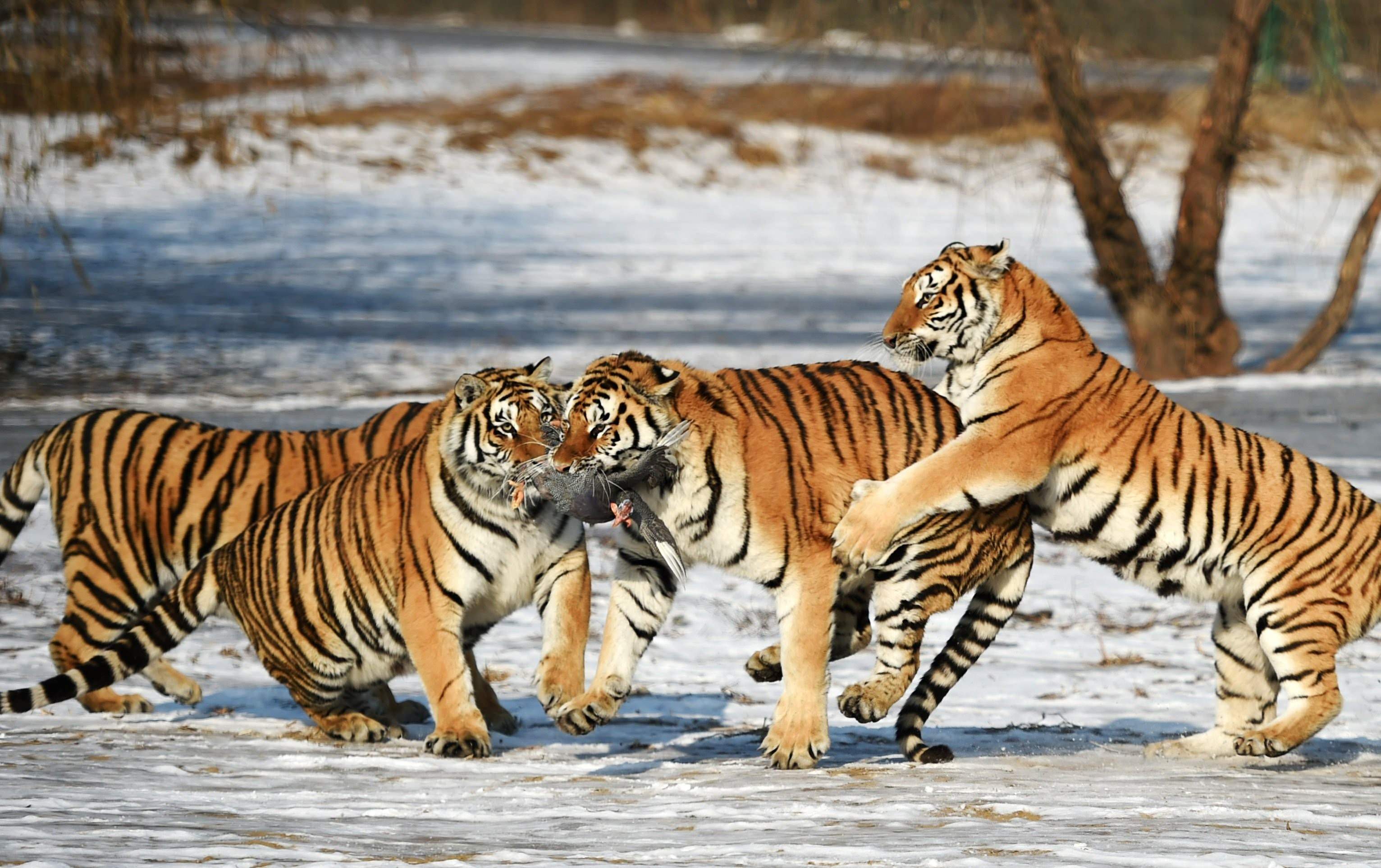 Тигр образует реку. Амурский (Уссурийский) тигр. Амурский (Уссурийский) тигр на охоте. Амурский тигр окрас. Суматранский тигр и Амурский тигр.