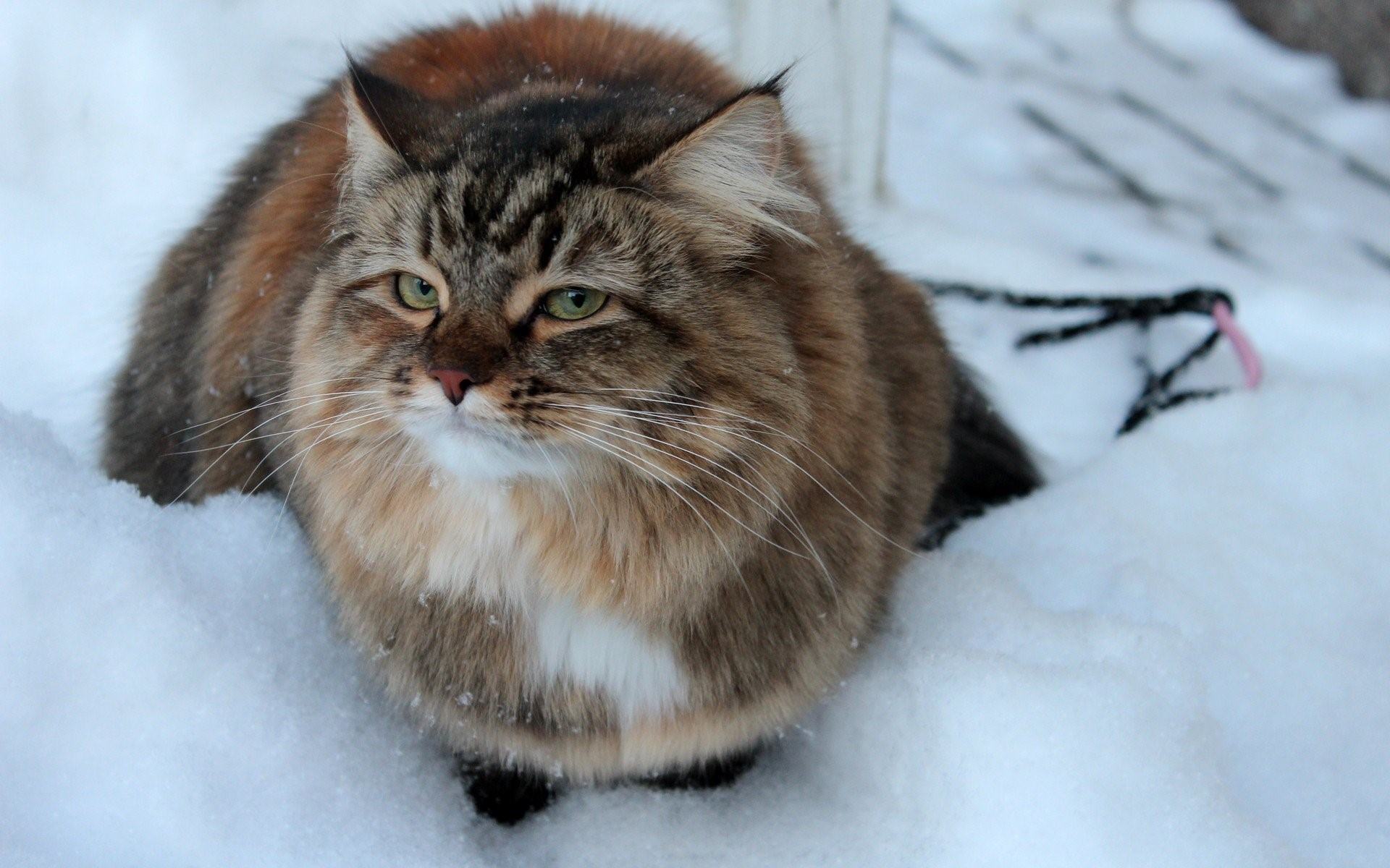 Кот сибирский русский фото