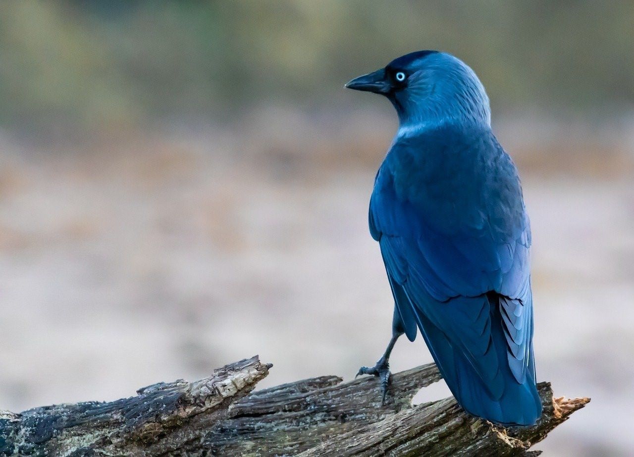 Голубая ворона фото