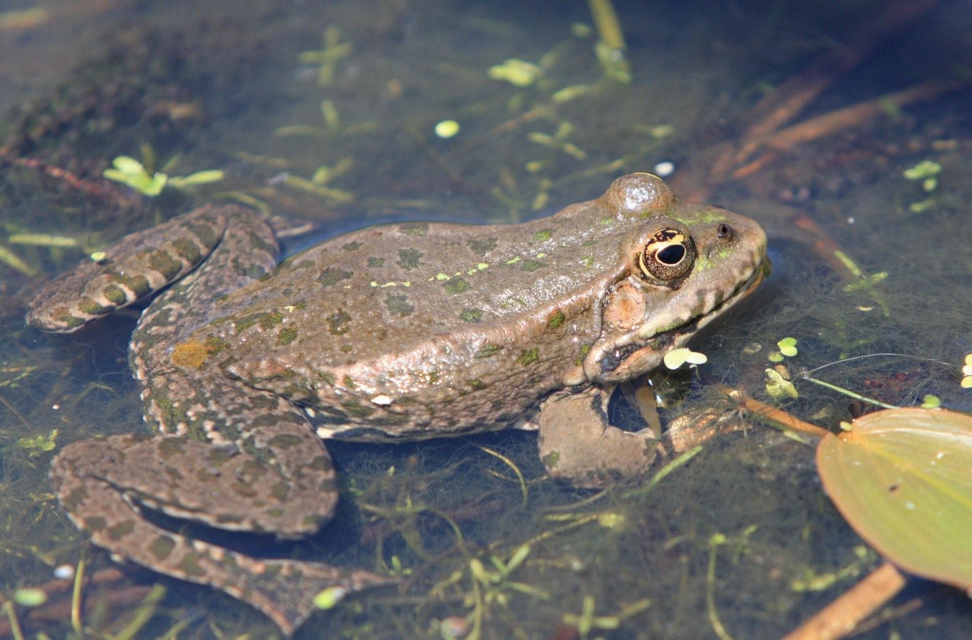 Включи земноводный. Остромордая Болотная лягушка. Озерная Прудовая травяная остромордая лягушка. Земноводные лягушки и Жабы. Головастик остромордой лягушки.