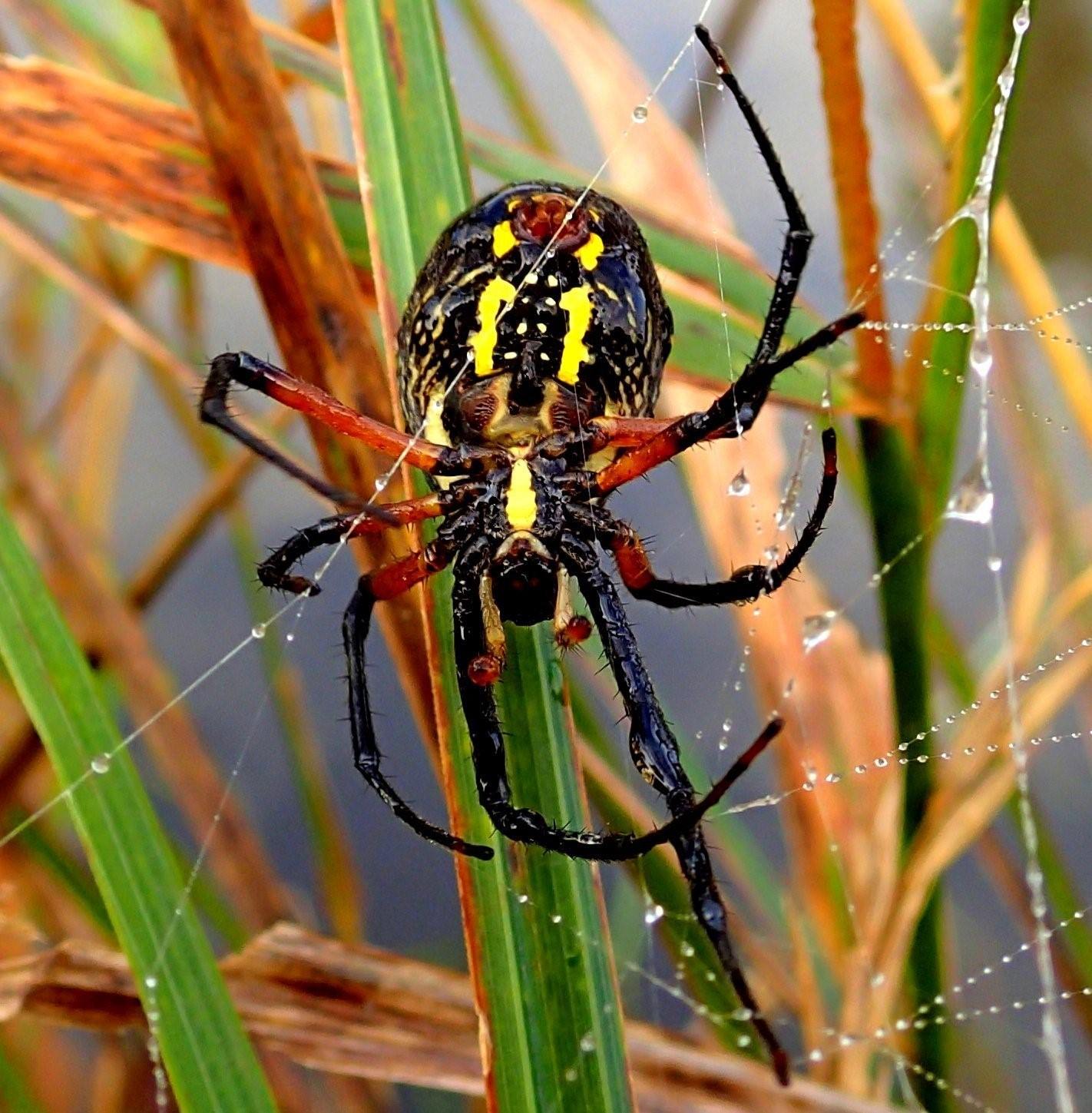 Красный паук с черными точками на спине фото
