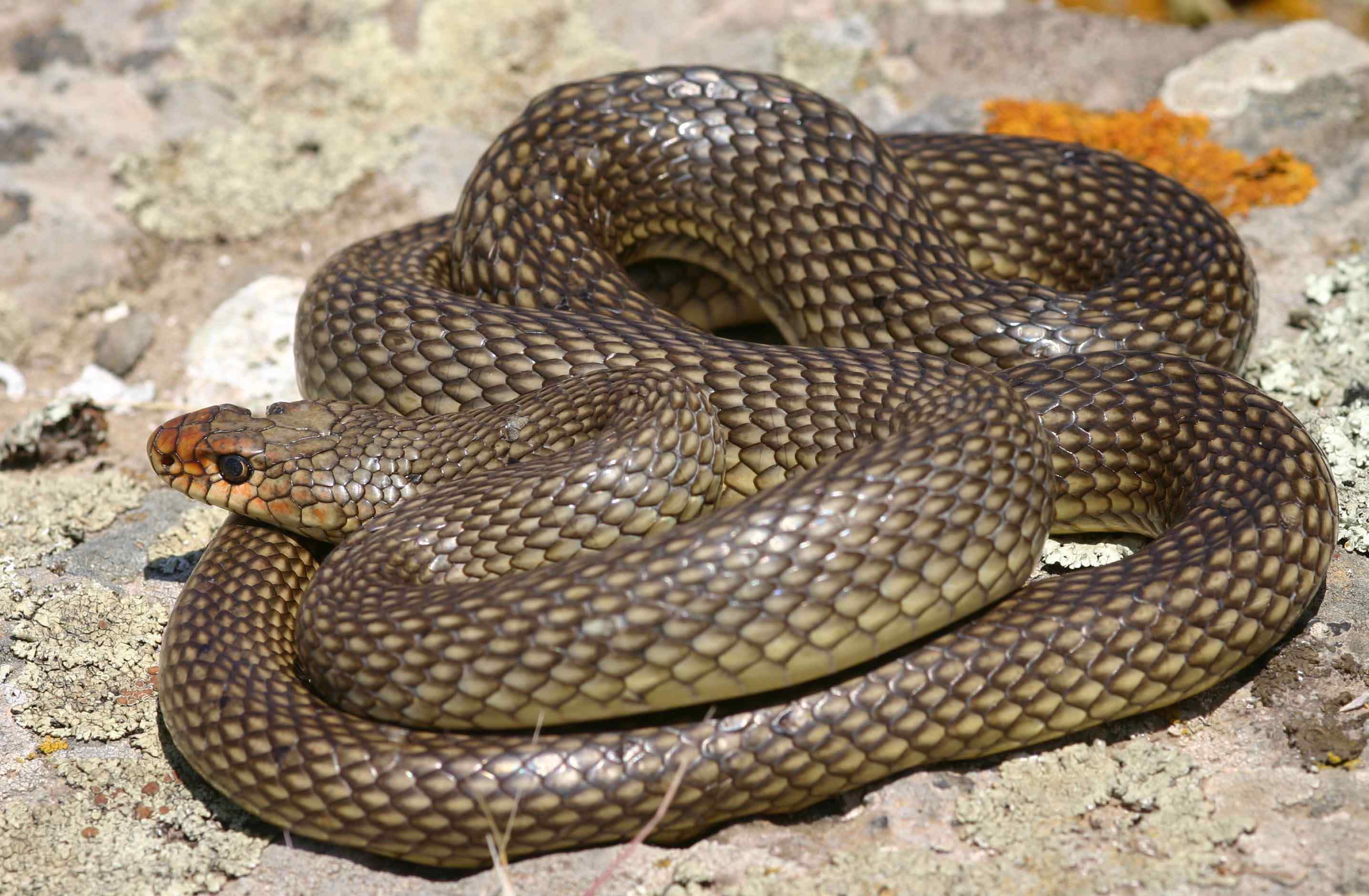 Змеи краснодарского края с фото и описанием желтобрюх
