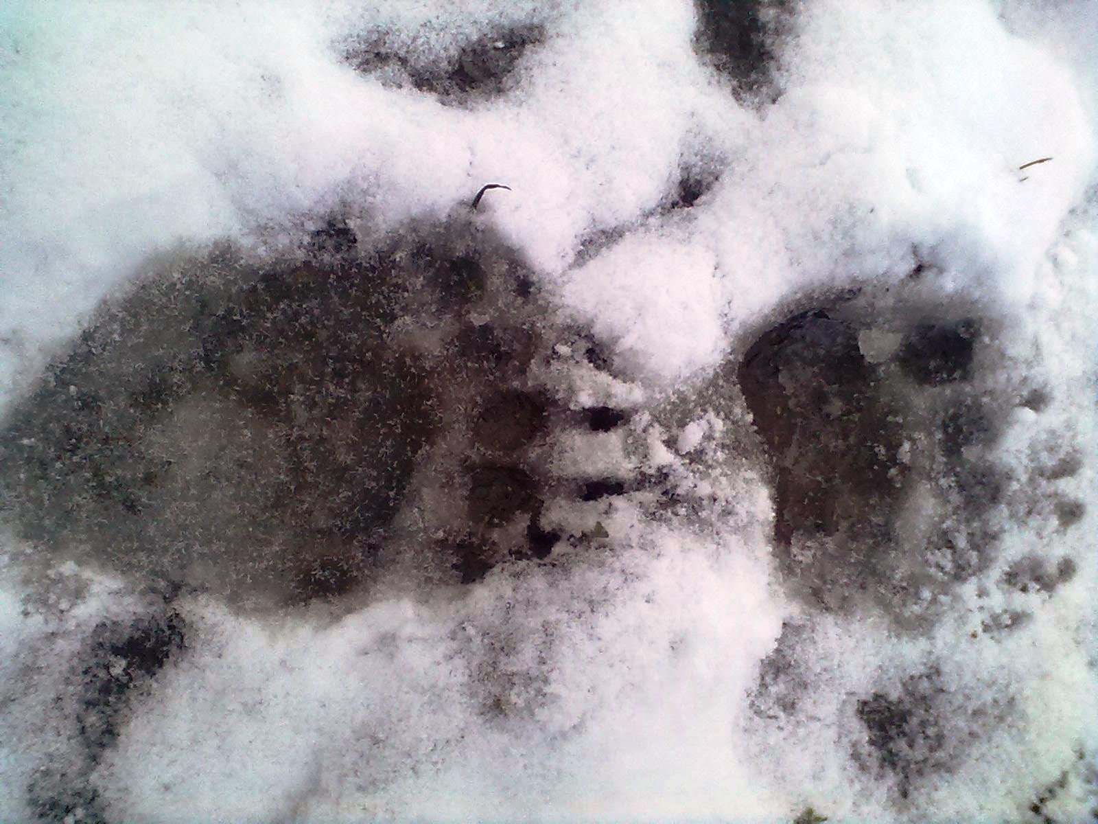 Как выглядит след медведя на снегу фото