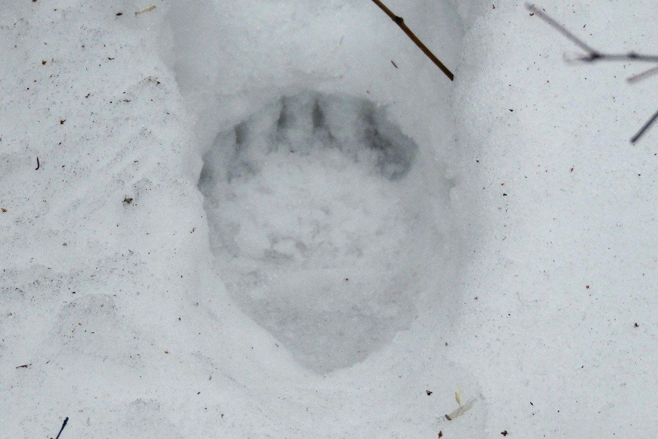 Как выглядит след медведя на снегу фото
