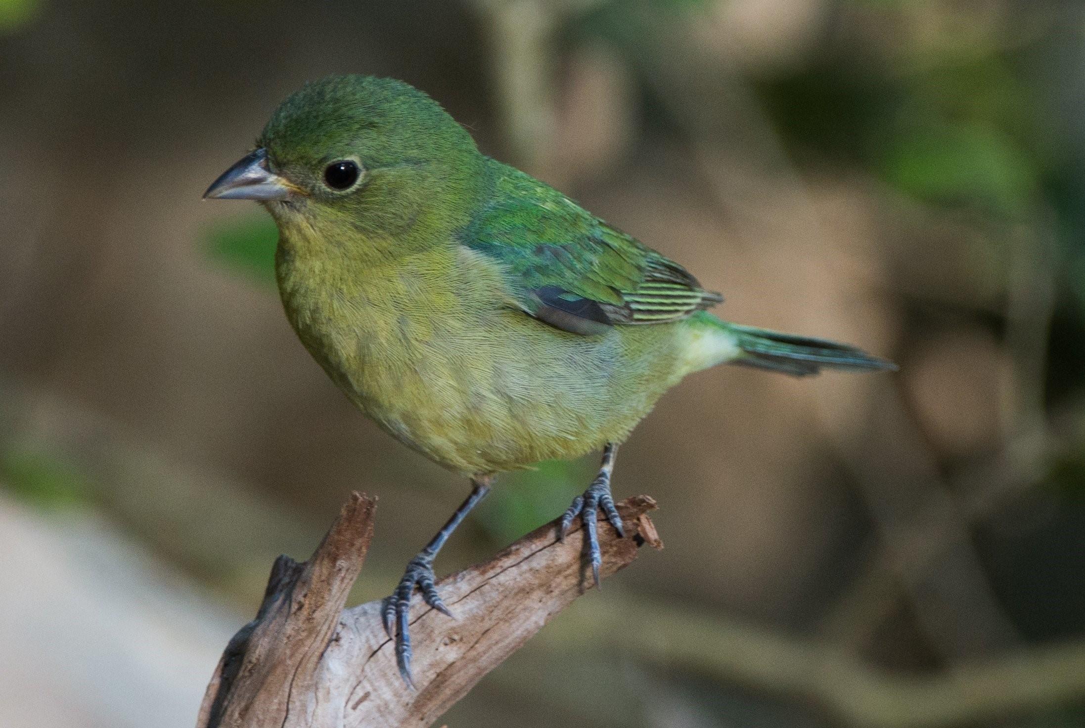 птички зеленого цвета фото названия