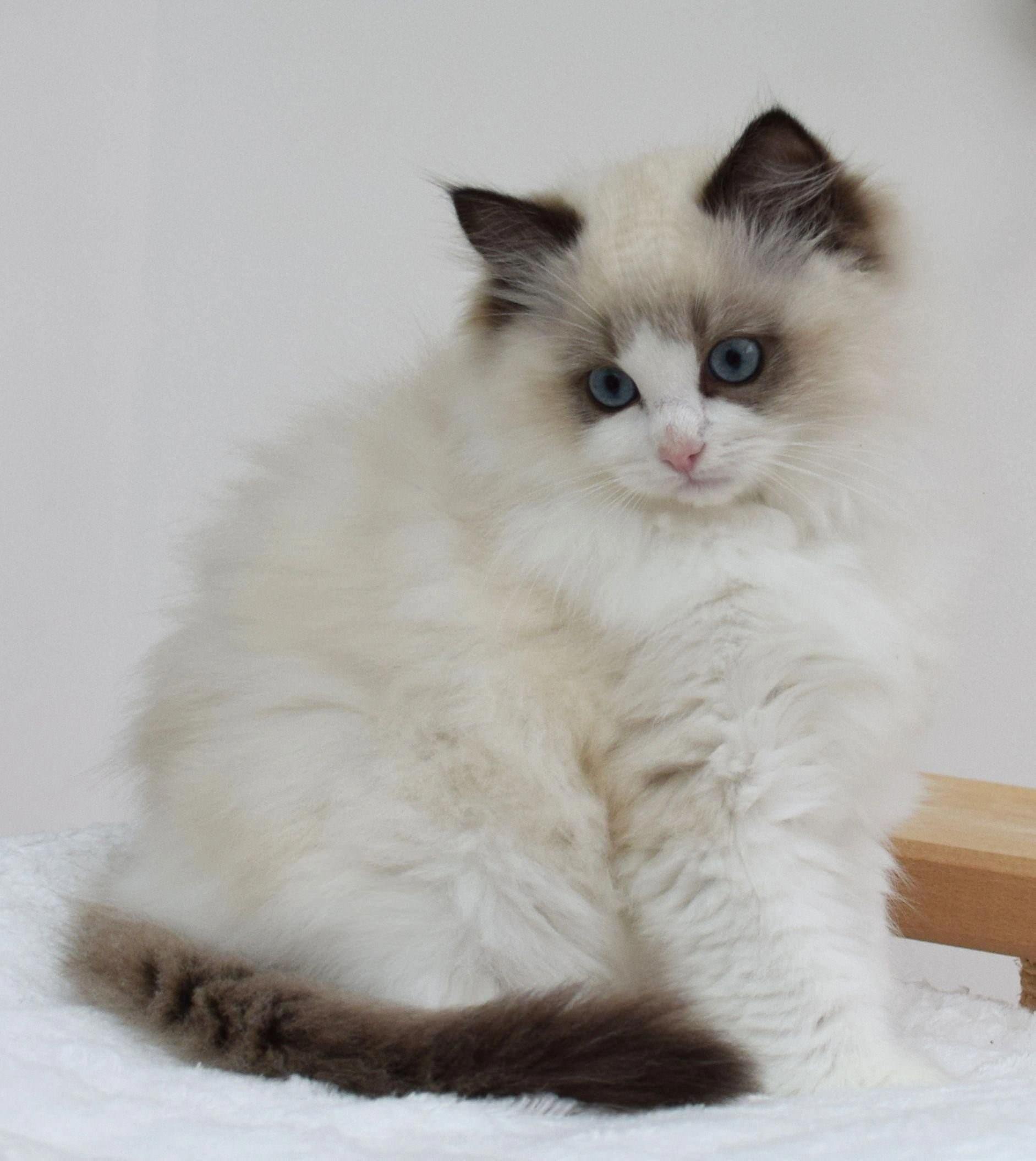 Порода кошек рагамаффин фото описание породы