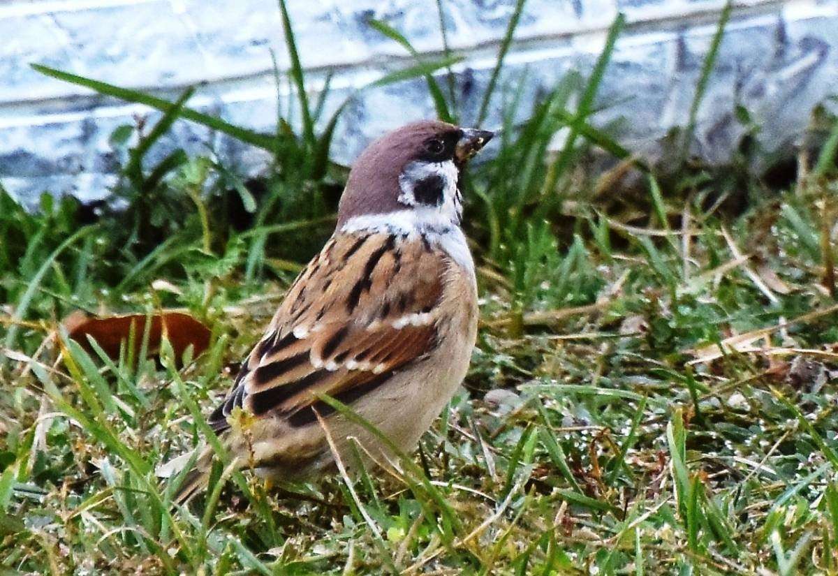 Каких цветов воробей. Полевой Воробей. Полевой Воробей passer montanus (l.). Красноголовый Воробей. Полевой деревенский Воробей.