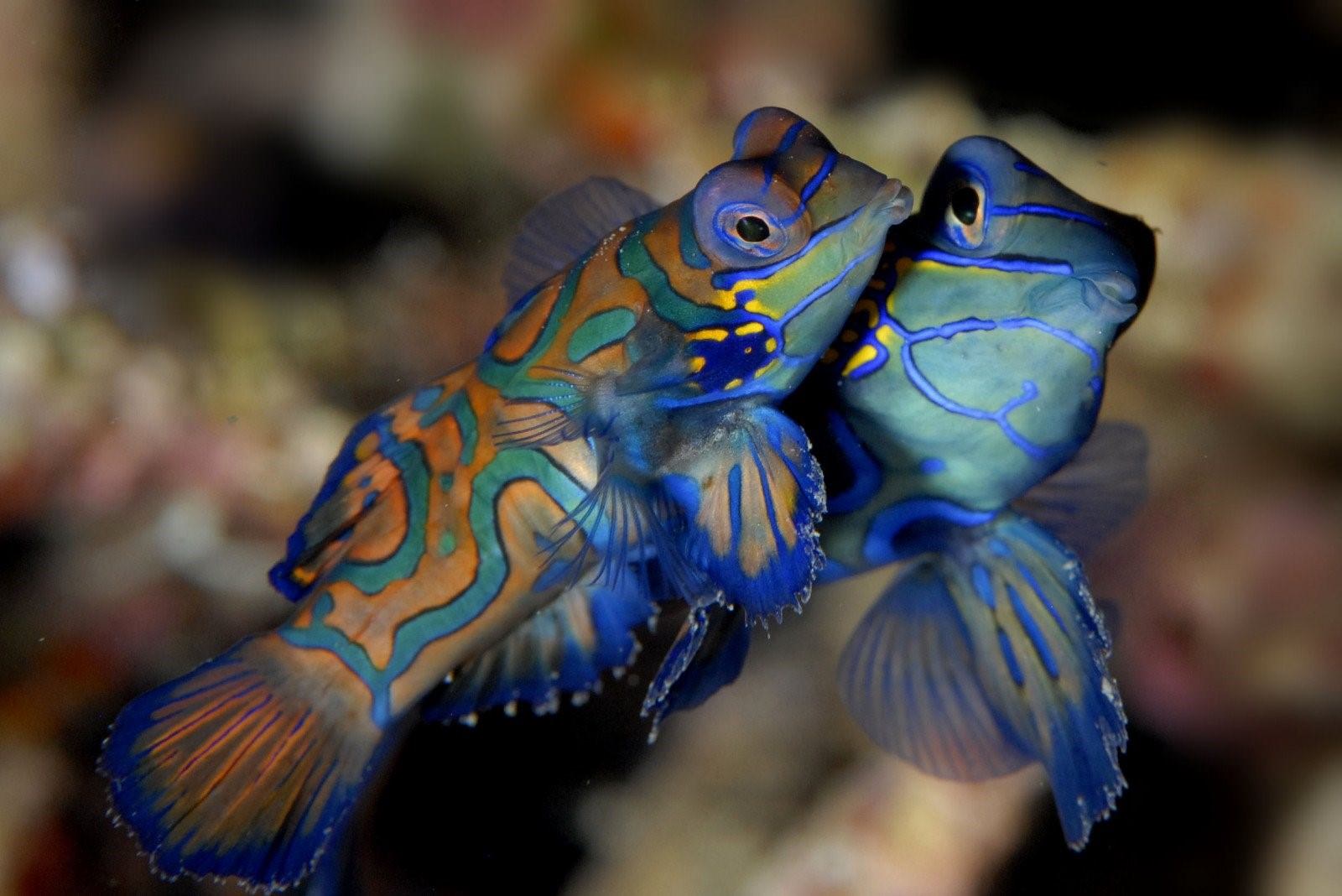 Самые необычные аквариумные рыбки фото и названия