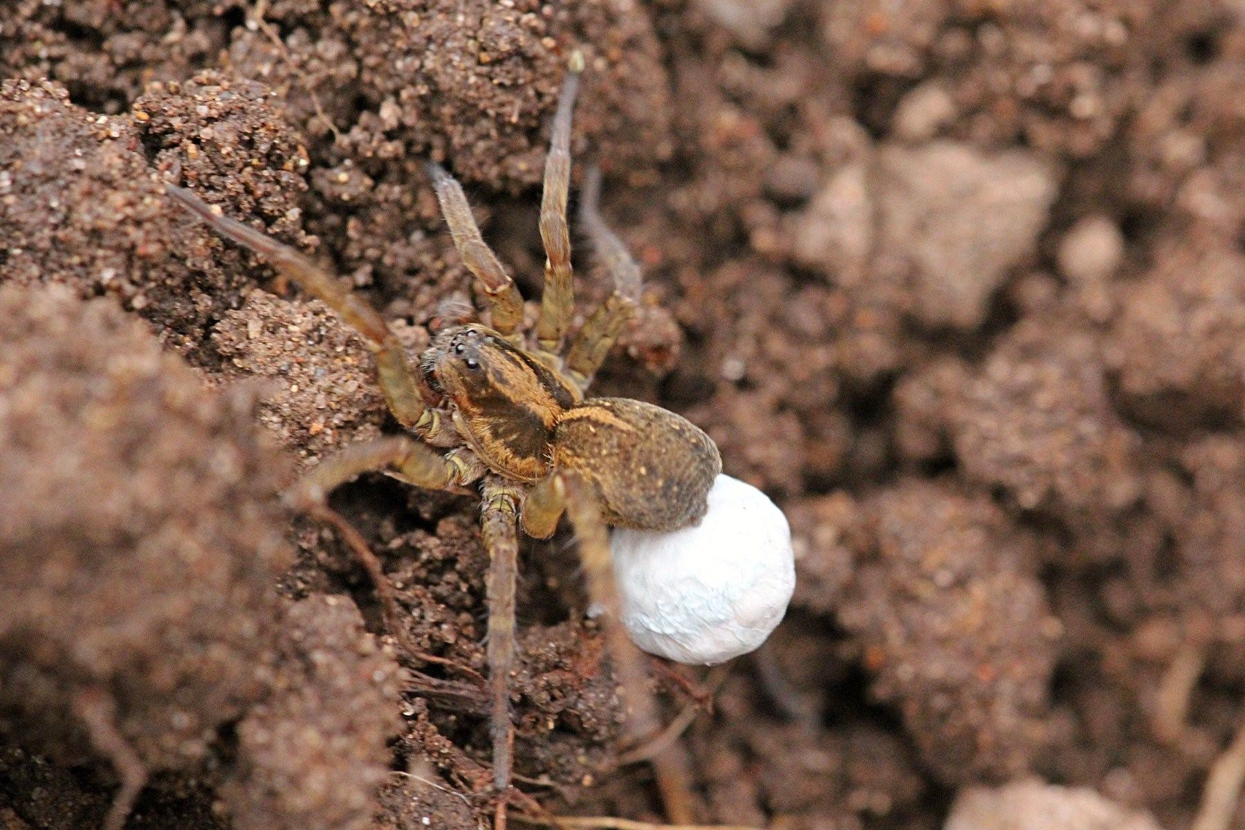Земляной паук в огороде фото