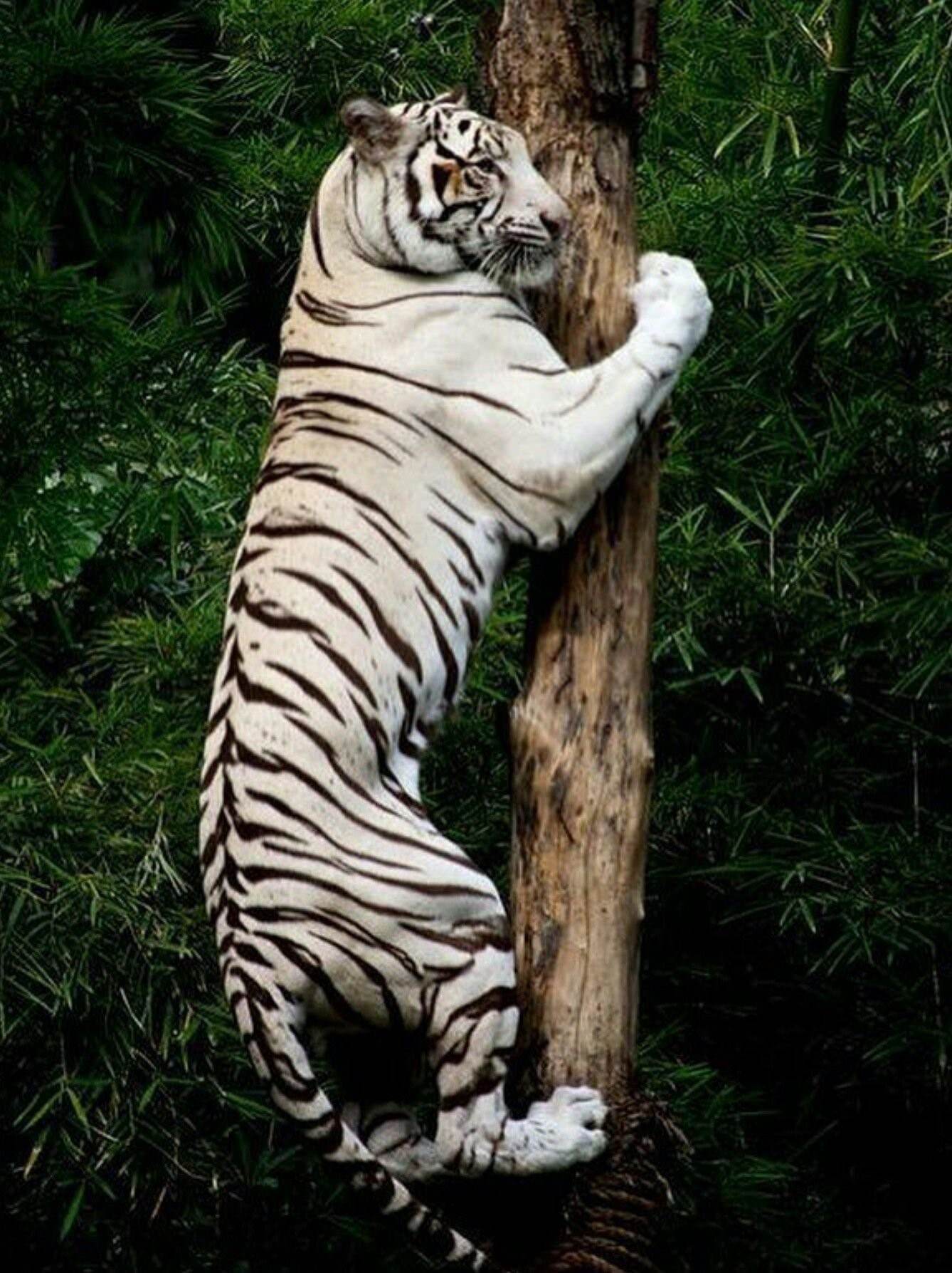 Бенгальский Тигр На Дереве