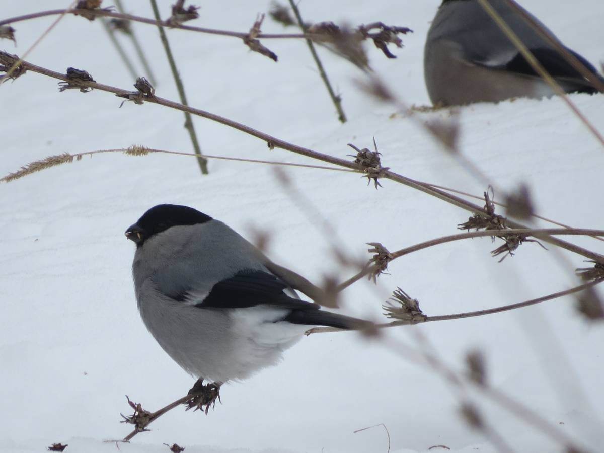 Птицы зимующие сибири фото с названиями