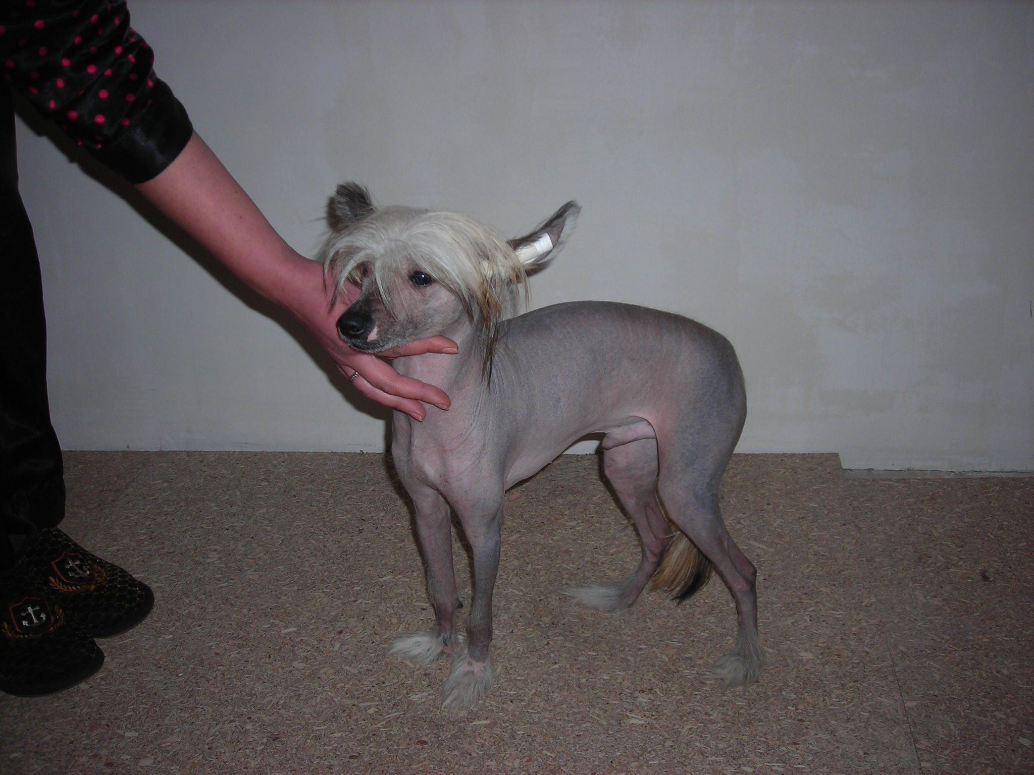 фото голая хохлатая китайская собака фото фото 24
