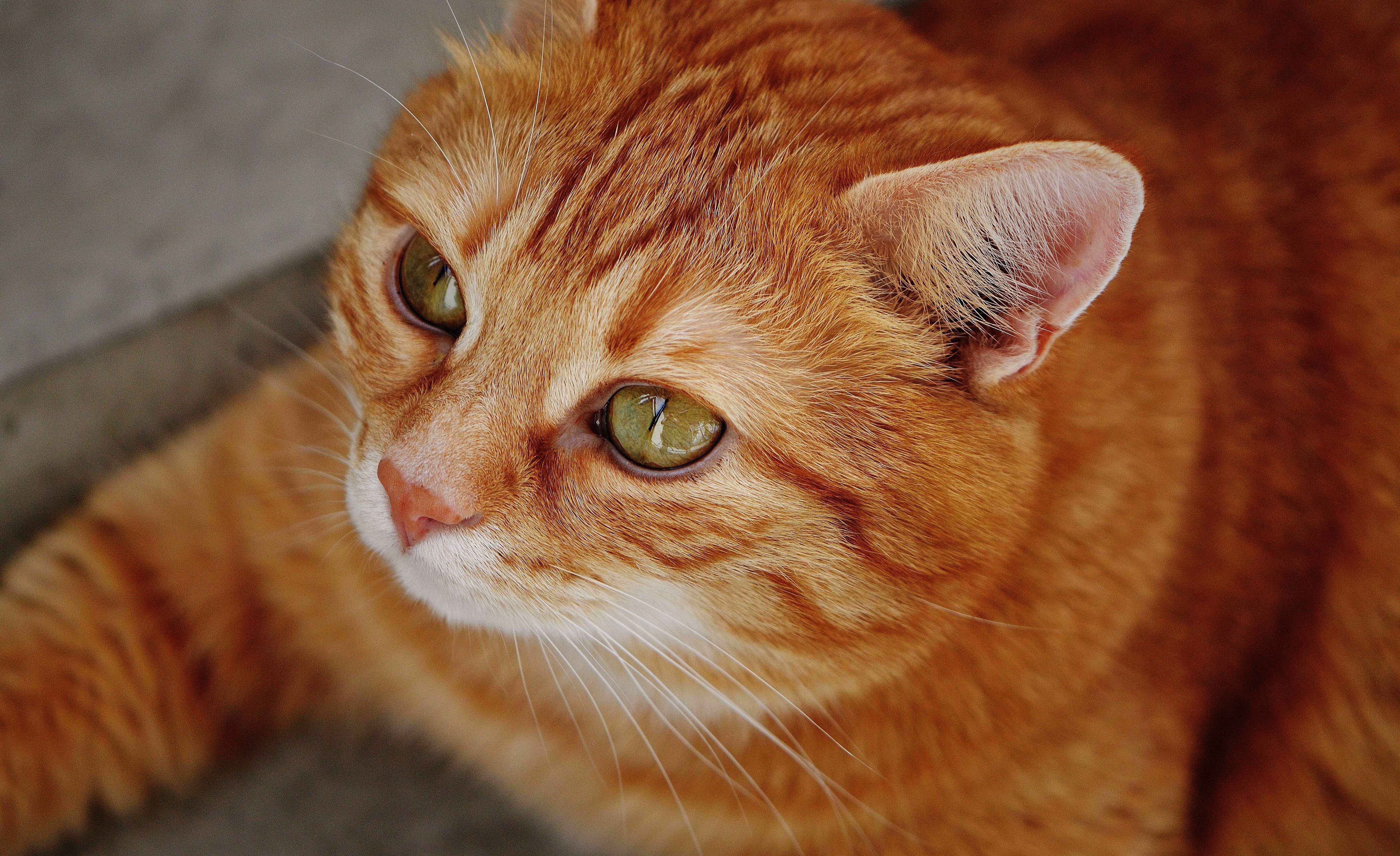 Породы рыжих котов с фотографиями и названиями короткошерстная