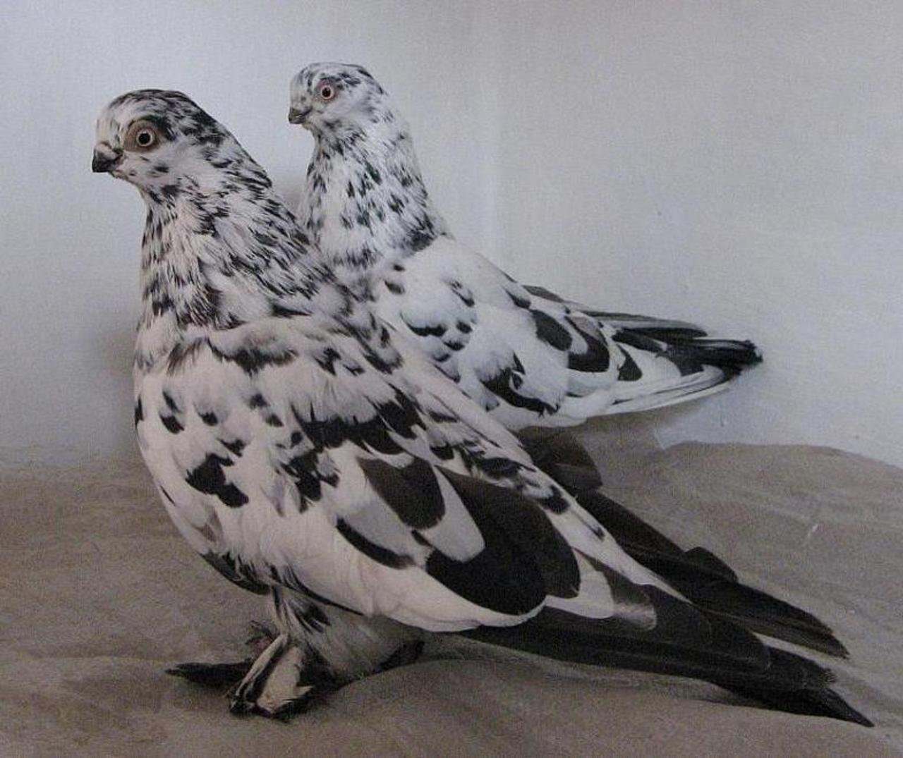 Фото голубей краснодарские