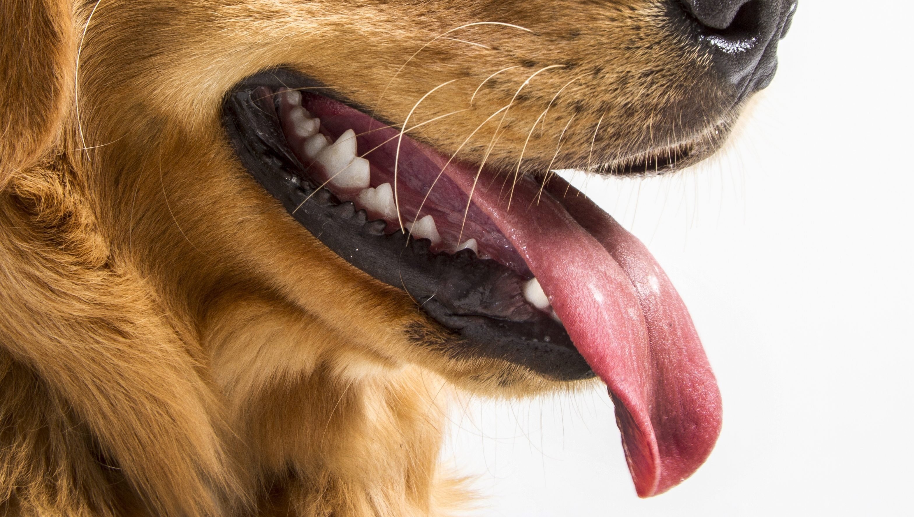 Пасть синоним. Собака с языком. Собака с высунутым языком. Собака с длинным языком. Собака с раскрытой пастью.
