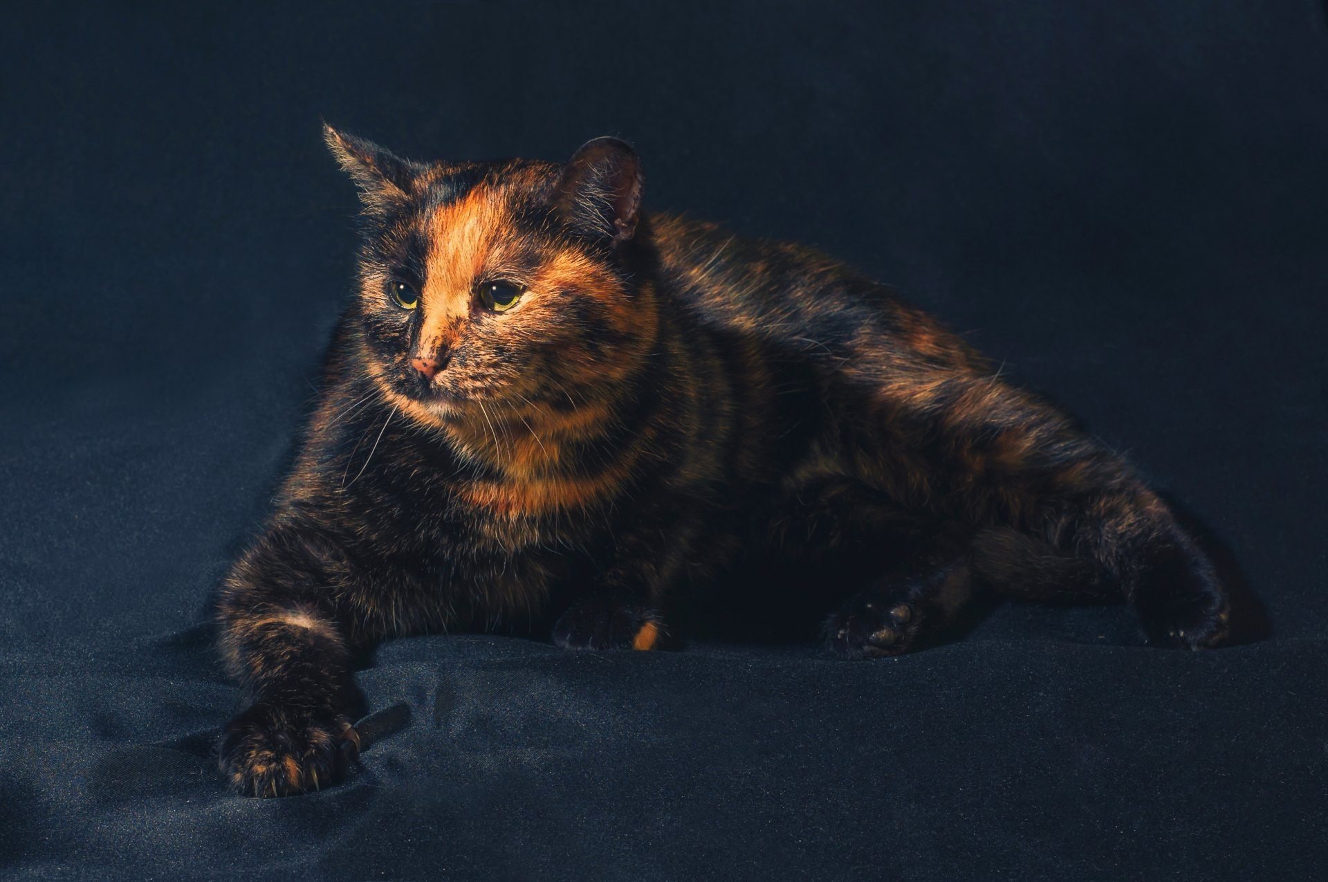 Фото британской кошки черепахового окраса