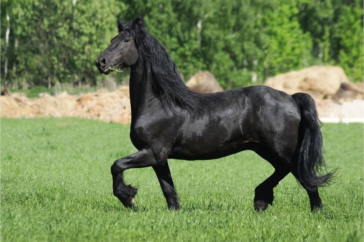 Фризская лошадь фото черный вороной