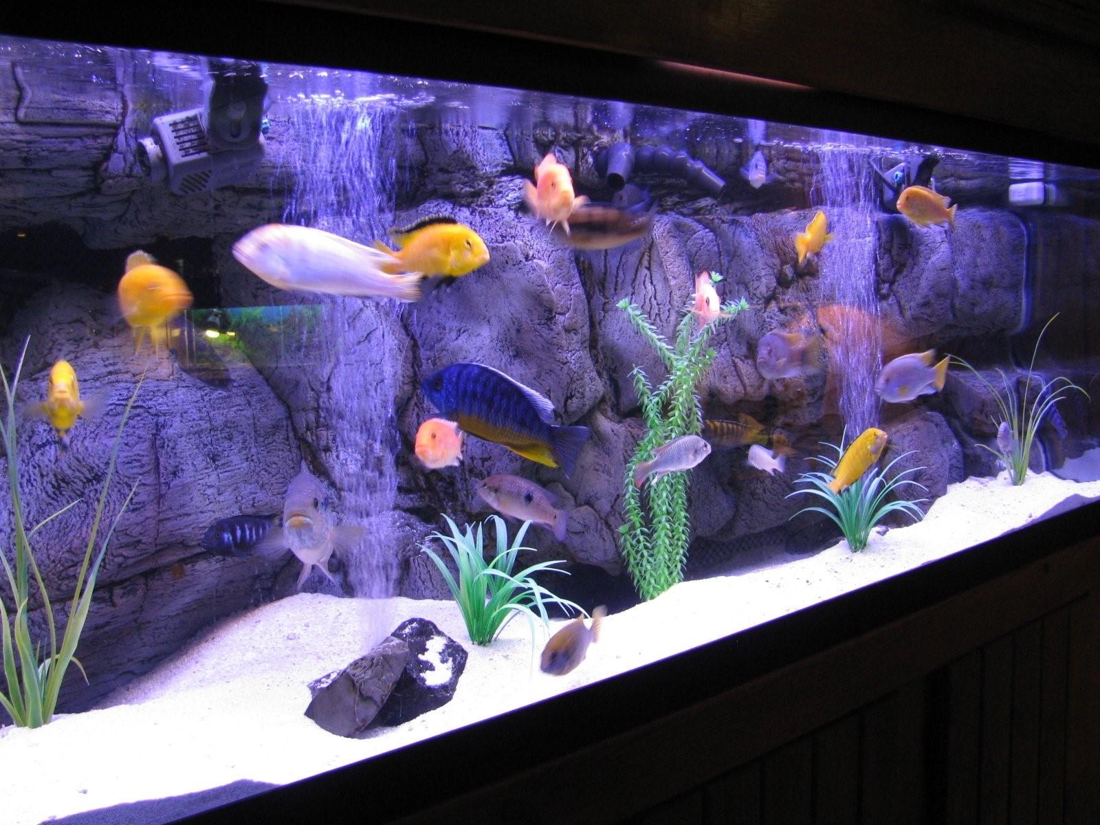 аквариум с рыбками фото