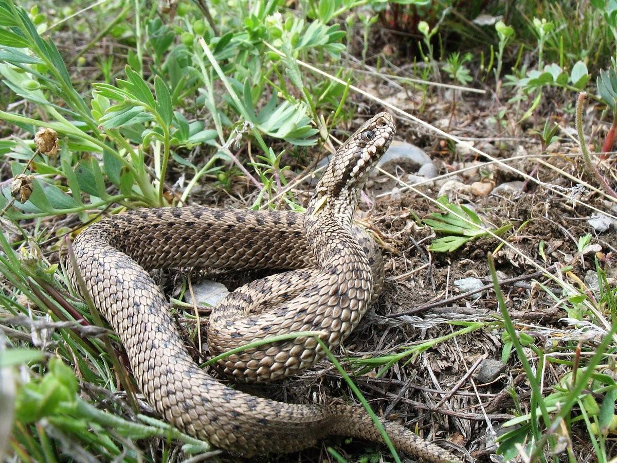 Змеи степи. Восточная Степная гадюка. Восточная Степная гадюка (Vipera (Pelias) Renardi). Змея Степная гадюка. Восточная Степная гадюка Vipera Renardi (Christoph, 1861).