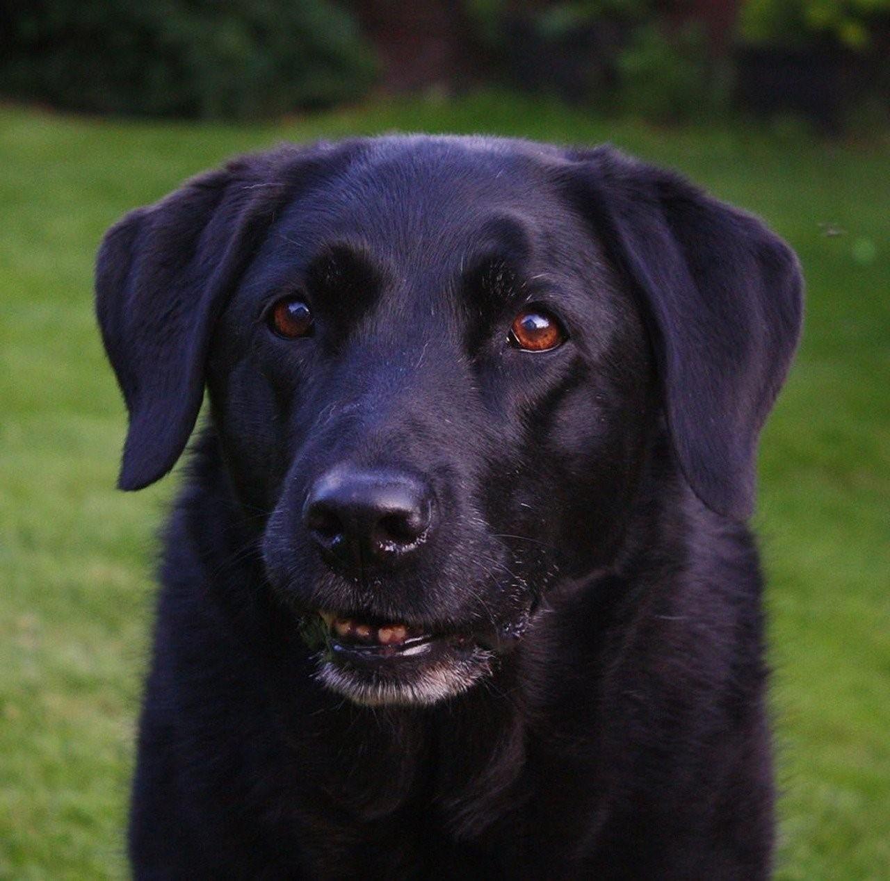 Фото лабрадора собаки взрослой черная