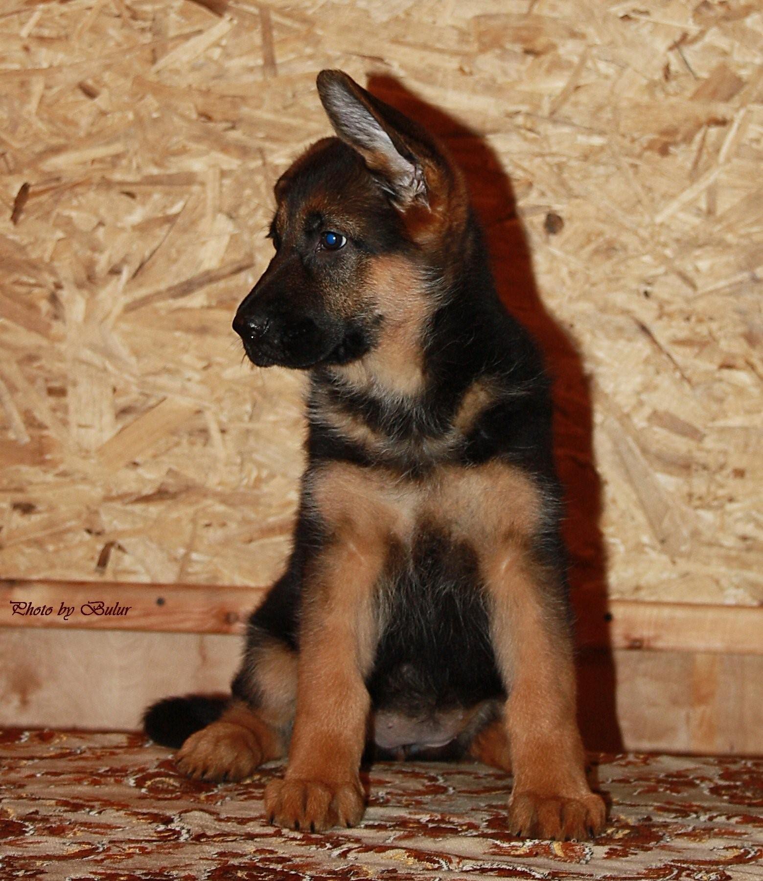 фото 5 месяцев немецкого щенка