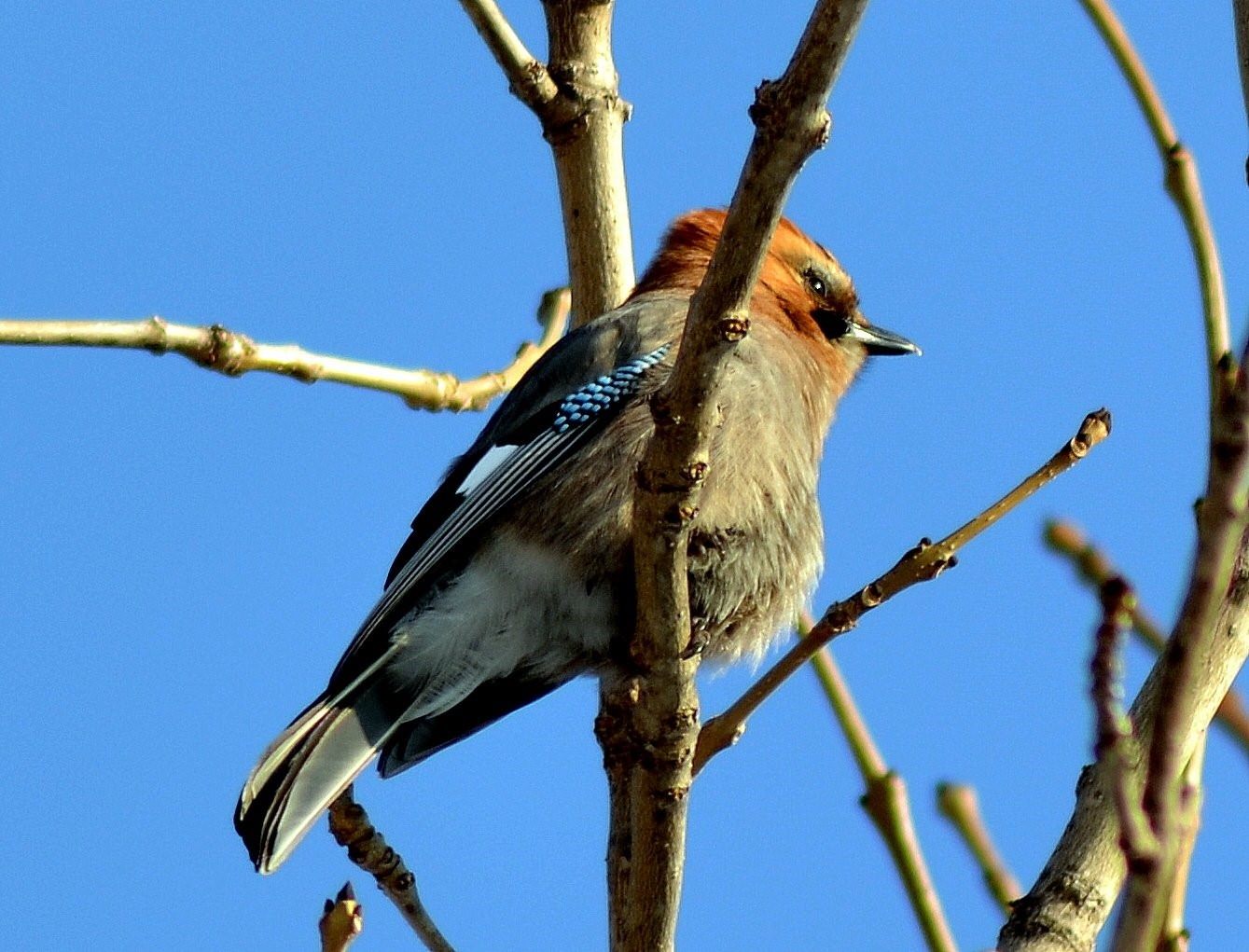 Птицы юга приморского края фото и название