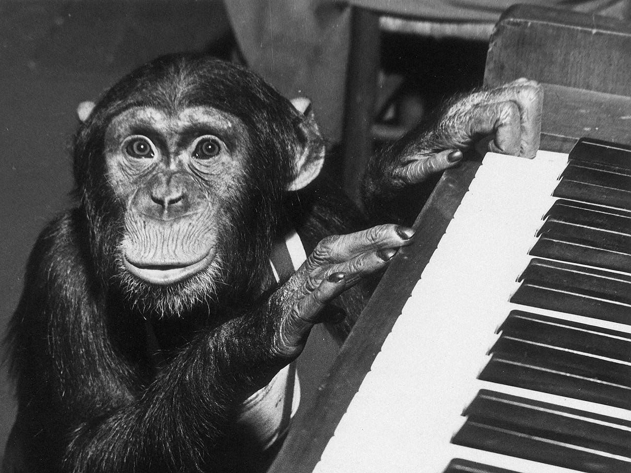 Звуки мартышки. Музыкальная обезьяна. Обезьянки с музыкальными инструментами. Обезьяна с музыкальным инструментом. Пианино обезьянка.