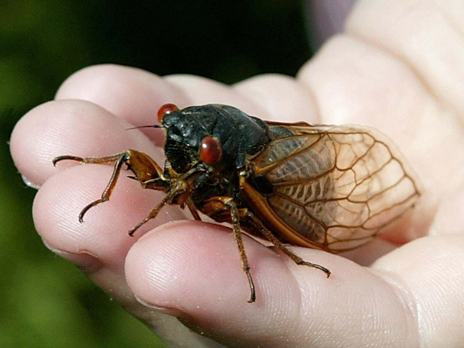 Цикада насекомое википедия фото и описание