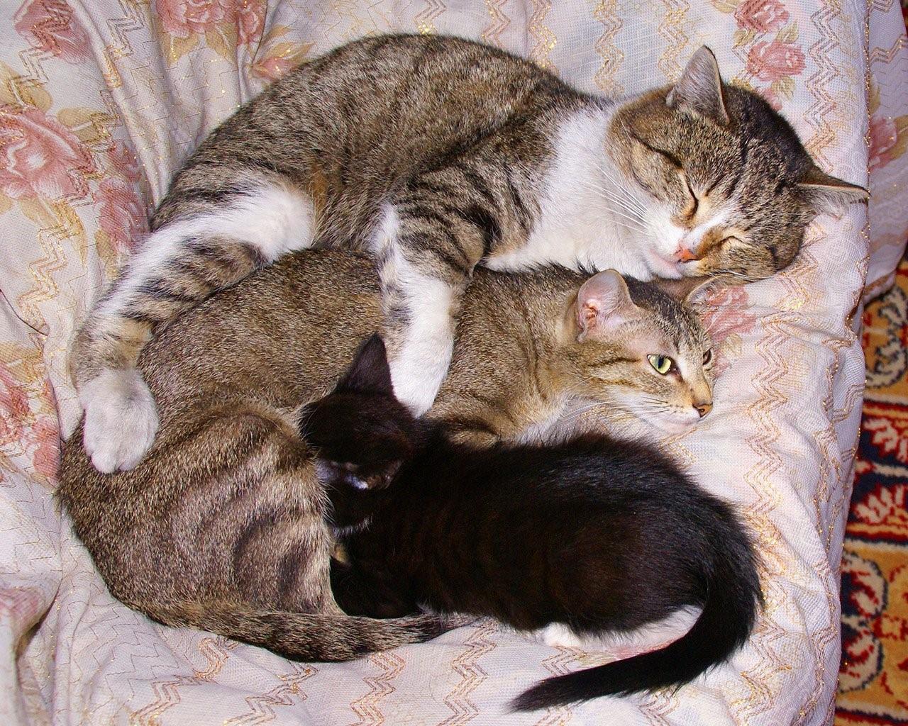 Кошка брата мам. Семья кошек. Мама кошка. Мама кошка и котенок. Папа кот и котенок.