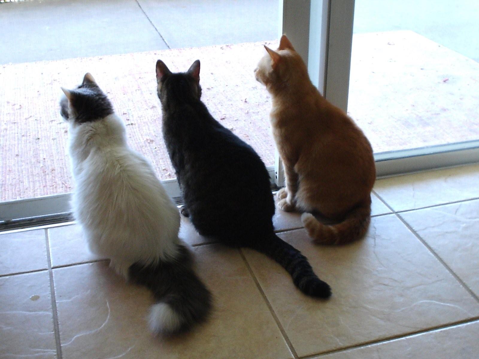 Кот тремот. Черный белый и рыжий кот. Котята черный белый рыжий. Черный белый рыжий коты три. Три кота белый рыжий черный.