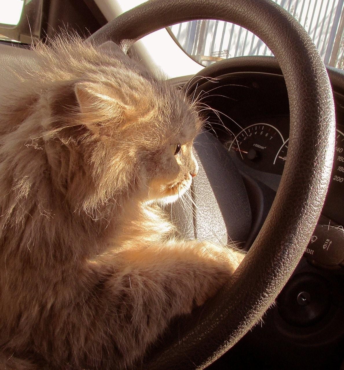 Кошка за рулем картинки