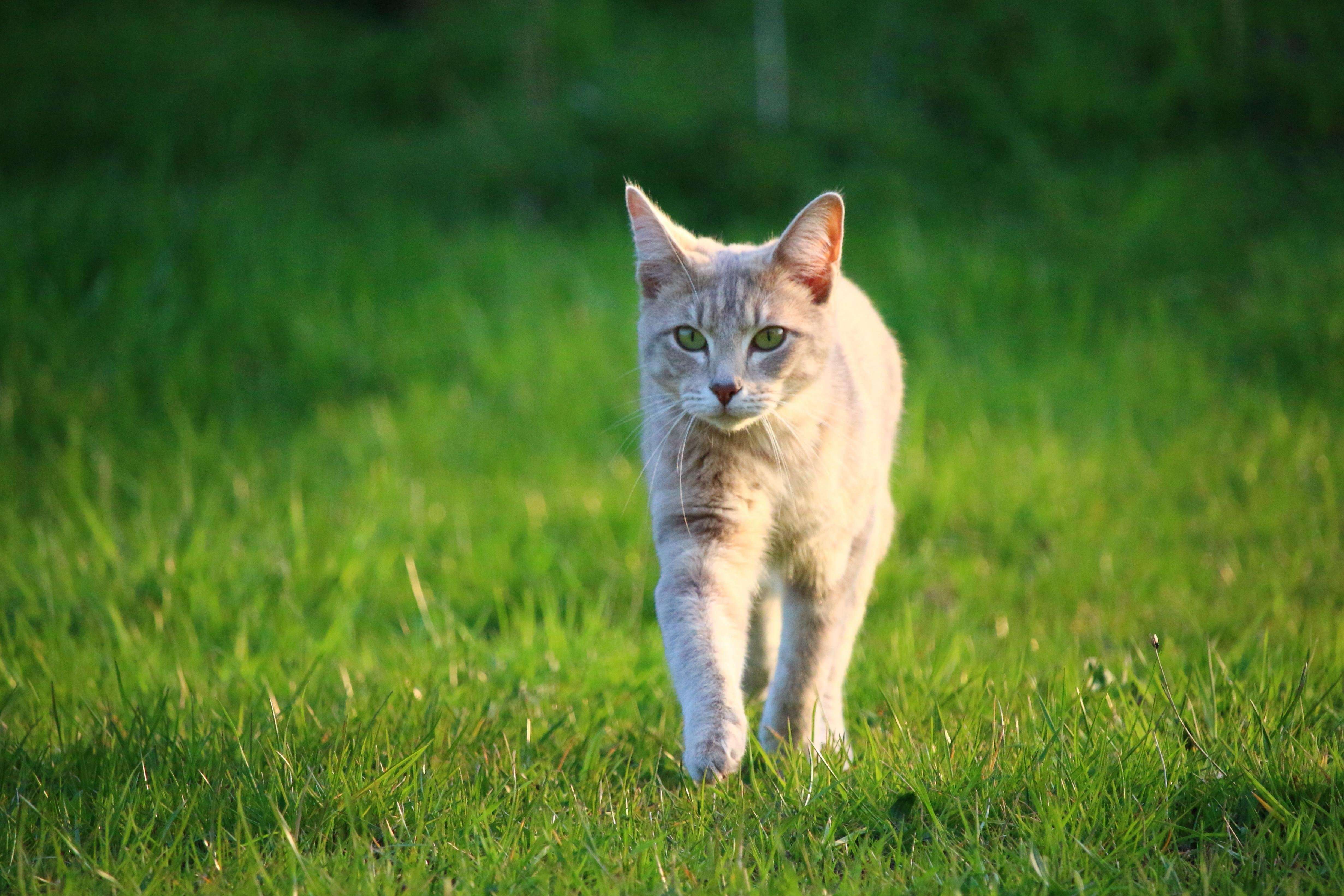 Кошечки идут. Трава для кошек. Коты на природе. Котенок в траве. Кошка сидит на траве.