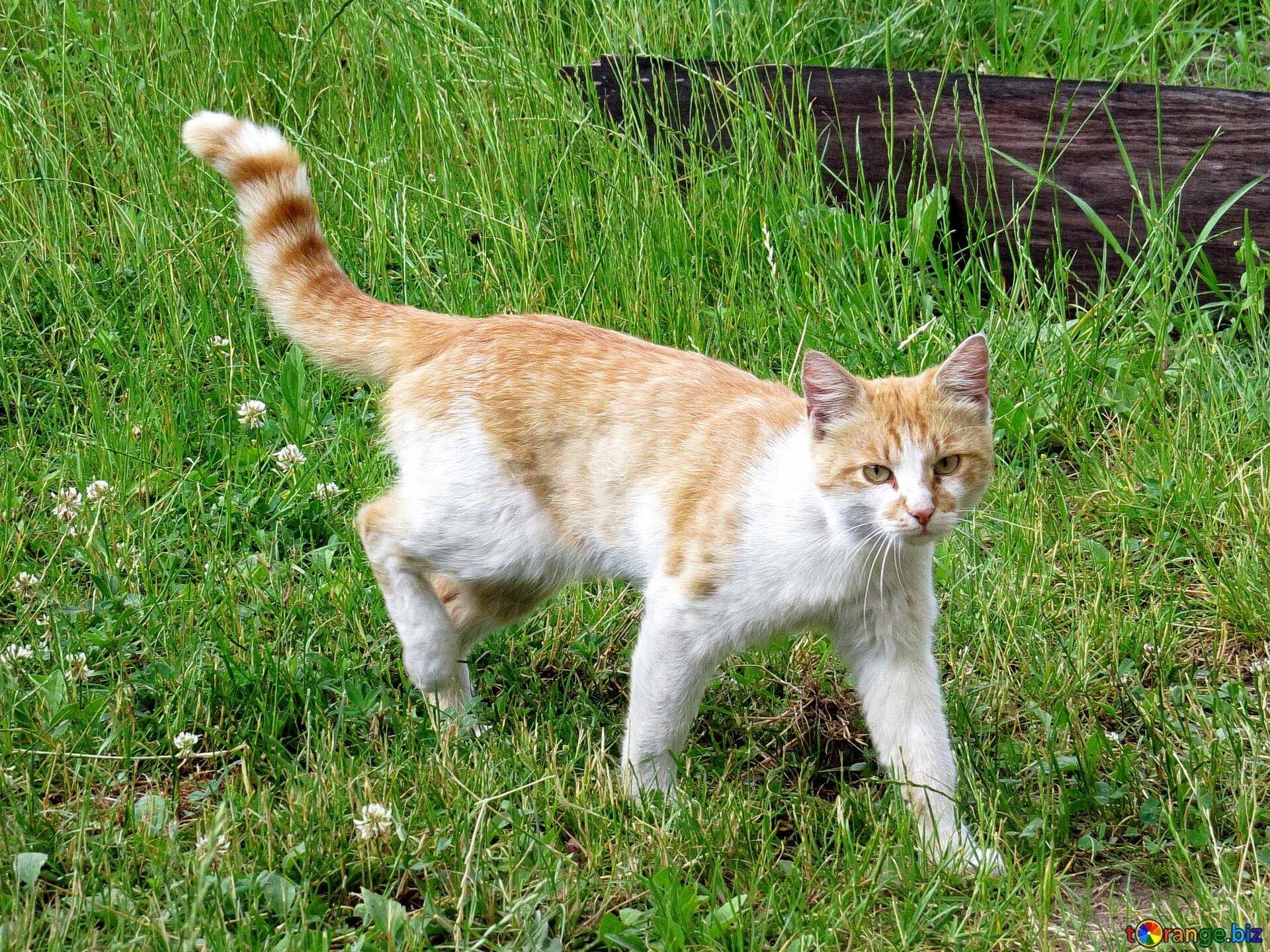 Кошечки идут. Кот идет. Худой кот. Худой рыжий кот. Кошка ходит.