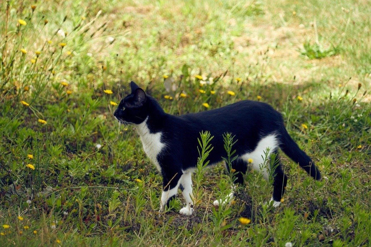Кошечки идут. Биколор кошка. Сибирская биколор короткошерстная. Двухцветная кошка. Черно белая кошка.
