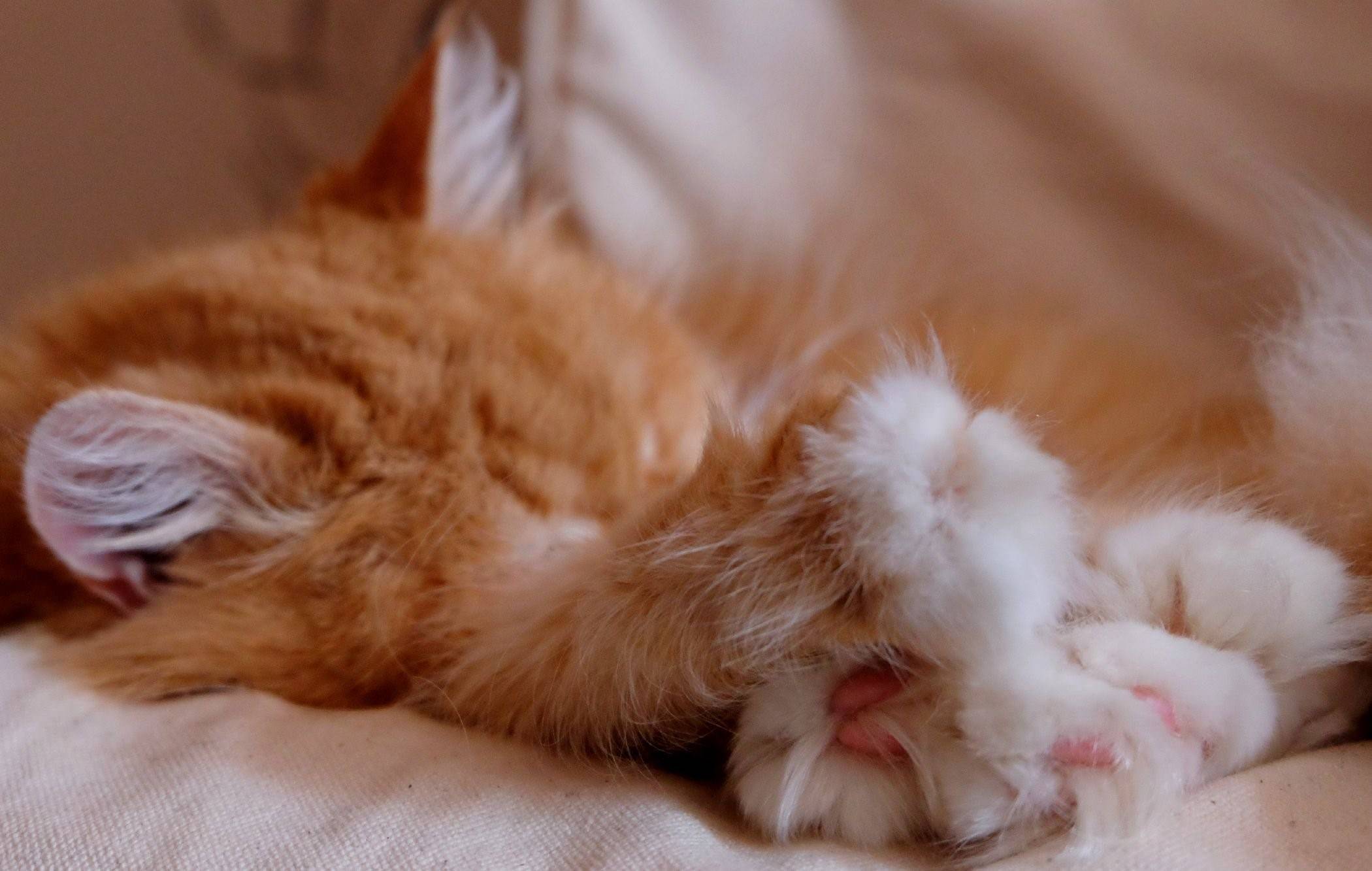 Пушистый спящий котенок. Спящие котята. Спящий рыжий котенок.