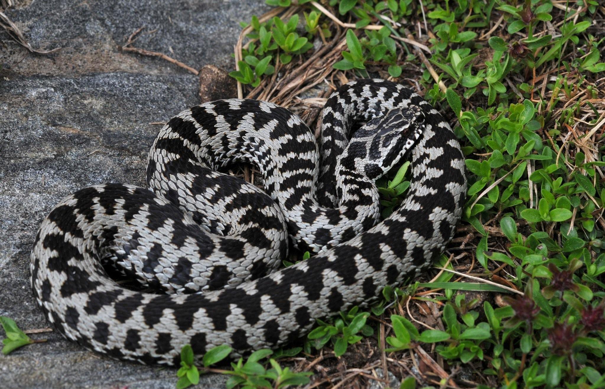 Самые ядовитые змеи в россии фото с названиями