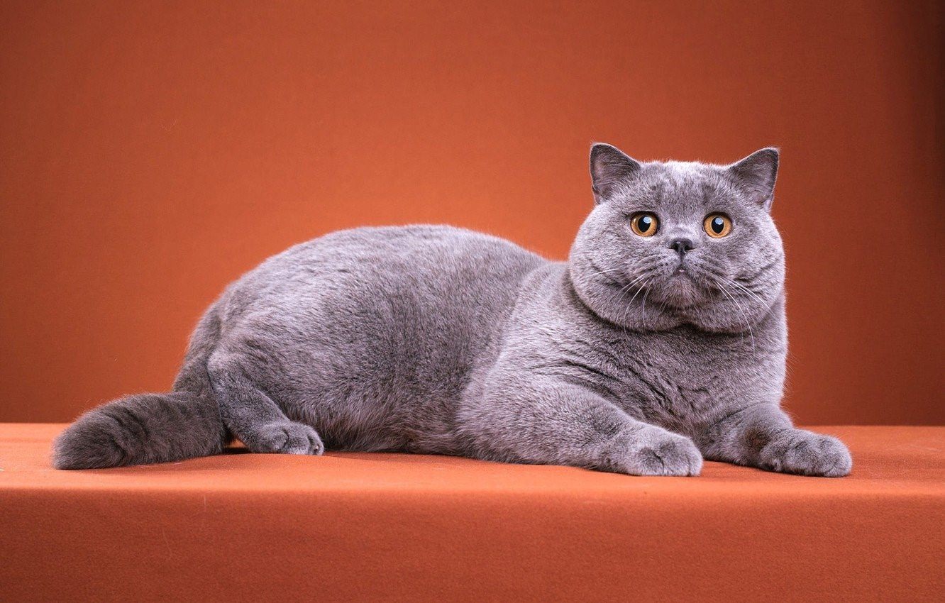 Фото британской короткошерстной кошки серого цвета