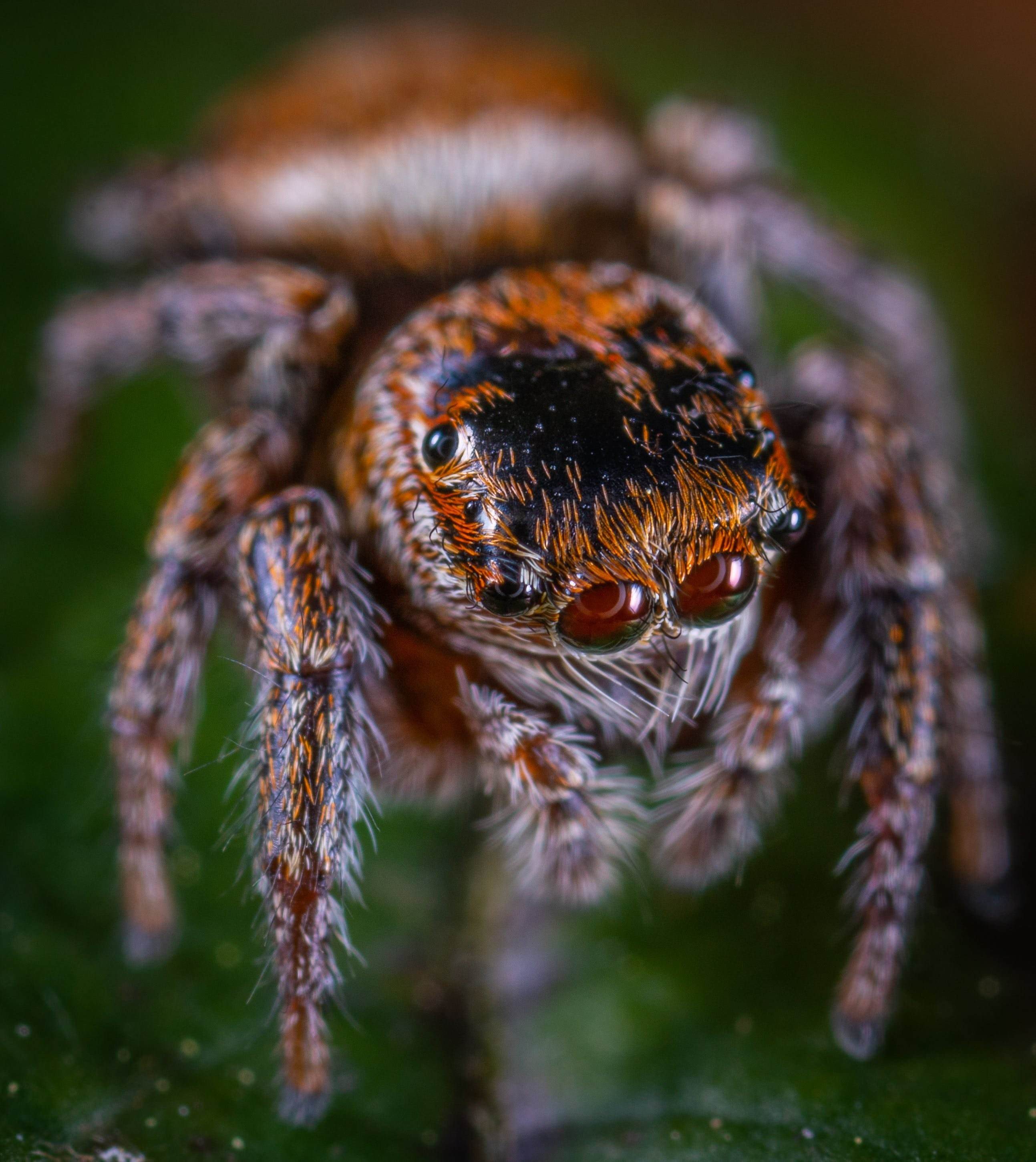 Паук это беспозвоночное животное. Скакунчик Тарантул. Araneus cavaticus. Пестрый скакунчик паук. Крымский паук скакун.