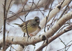 Птицы Забайкальского края зимующие