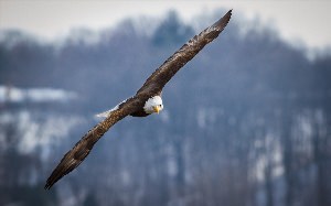 Орел в полете