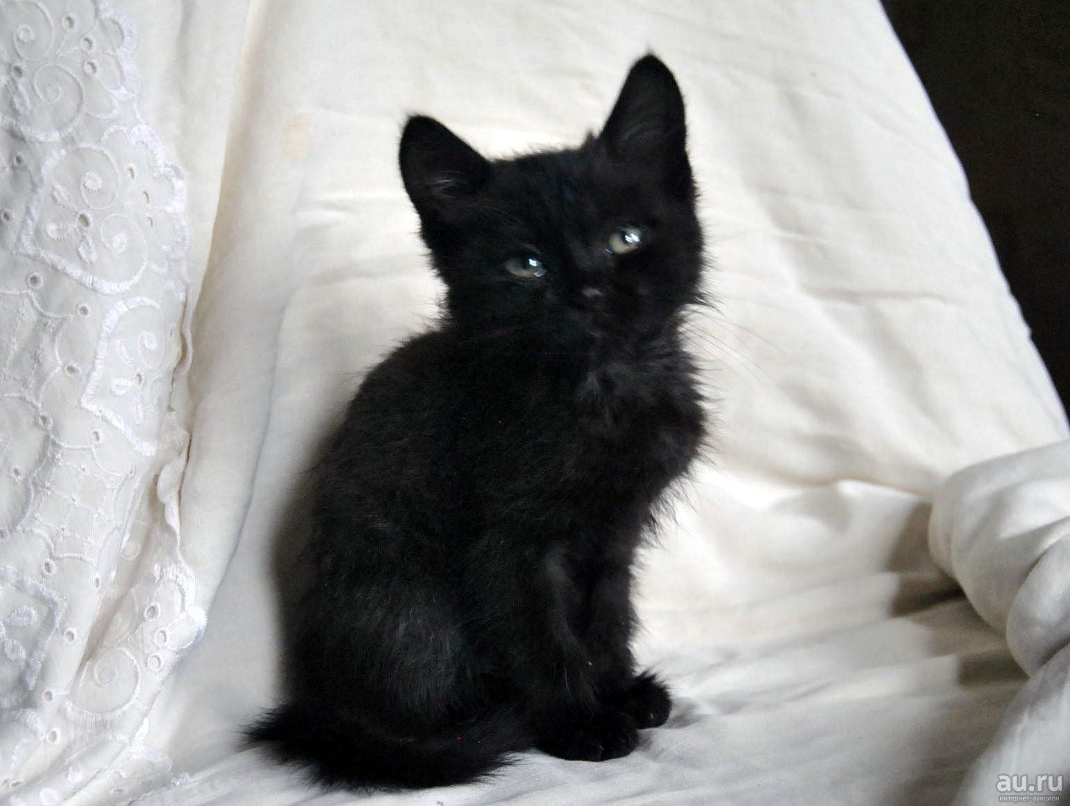 Взять черную кошку. Кот метис черный. Черные гладкошерстные котята 1 месяц. Черный котенок. Черный котенок 1 месяц.
