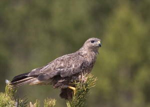 Хищные птицы свердловской области