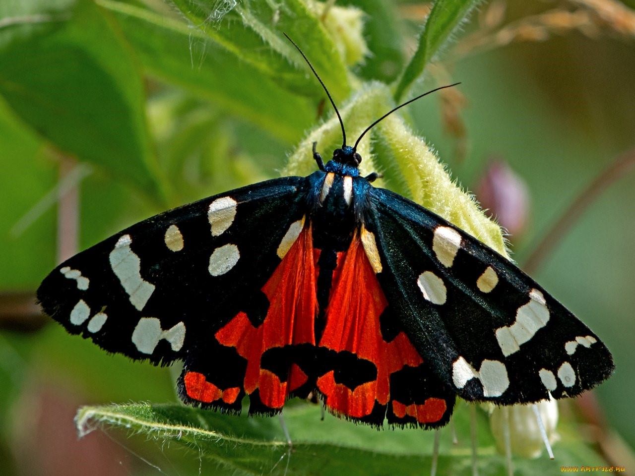 Полит бабочка фото