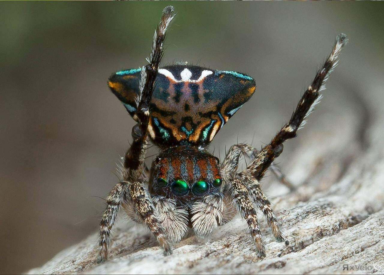 Maratus volans самка