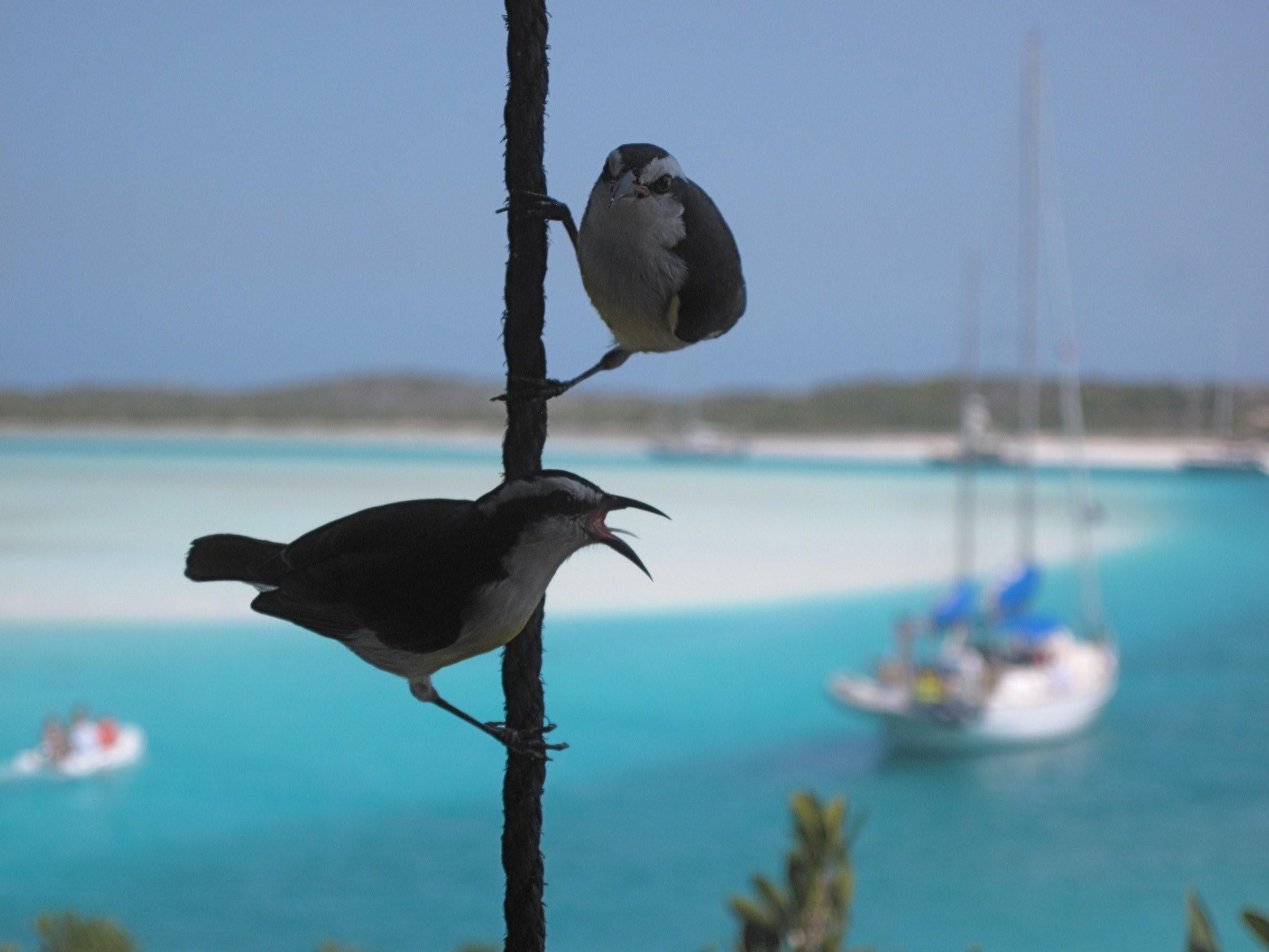 птицы на острова